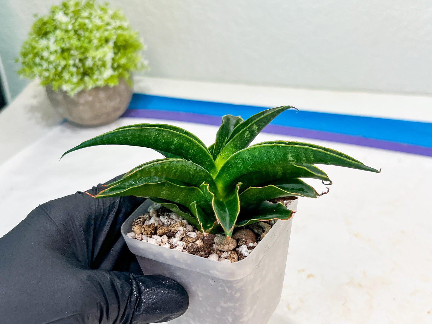 Sansevieria Black Malandi (#Ba6) | Imported Plants | Rare Hybrid Species