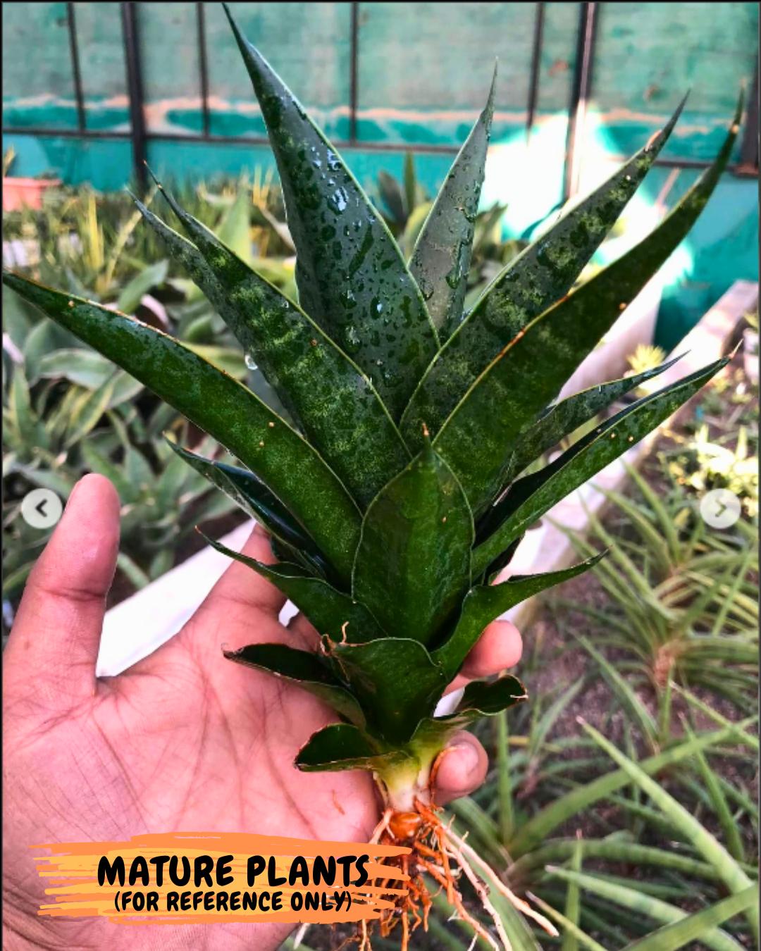 Sansevieria Black Malandi (#Ba6) | Imported Plants | Rare Hybrid Species