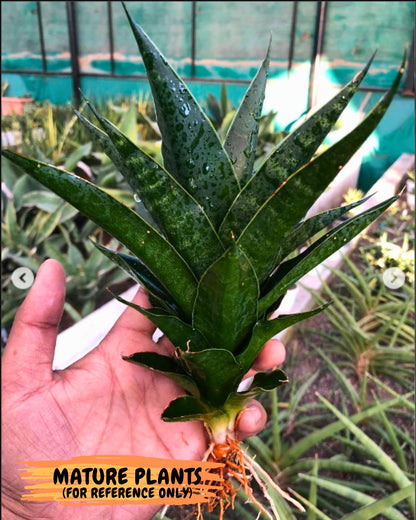 Sansevieria Black Malandi (#Ba6) | Imported Plants | Rare Hybrid Species