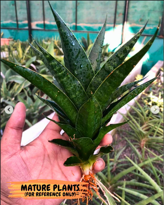 Sansevieria Black Malandi (#Ba6) | Imported Plants | Rare Hybrid Species