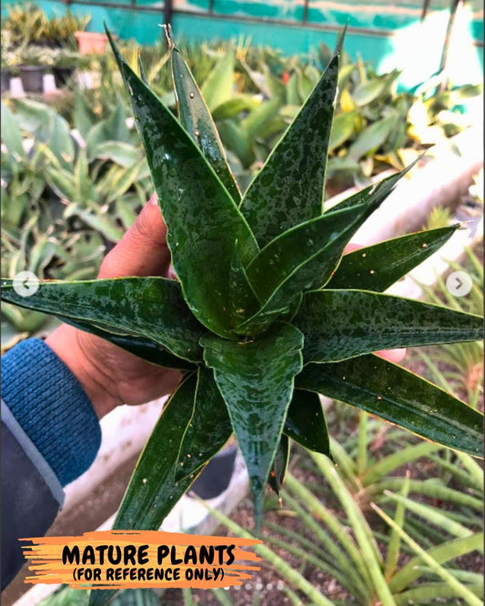 Sansevieria Black Malandi (#Ba6) | Imported Plants | Rare Hybrid Species