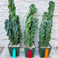 Monstrose Cereus Peruvianus | Apple Cactus | Fully Rooted