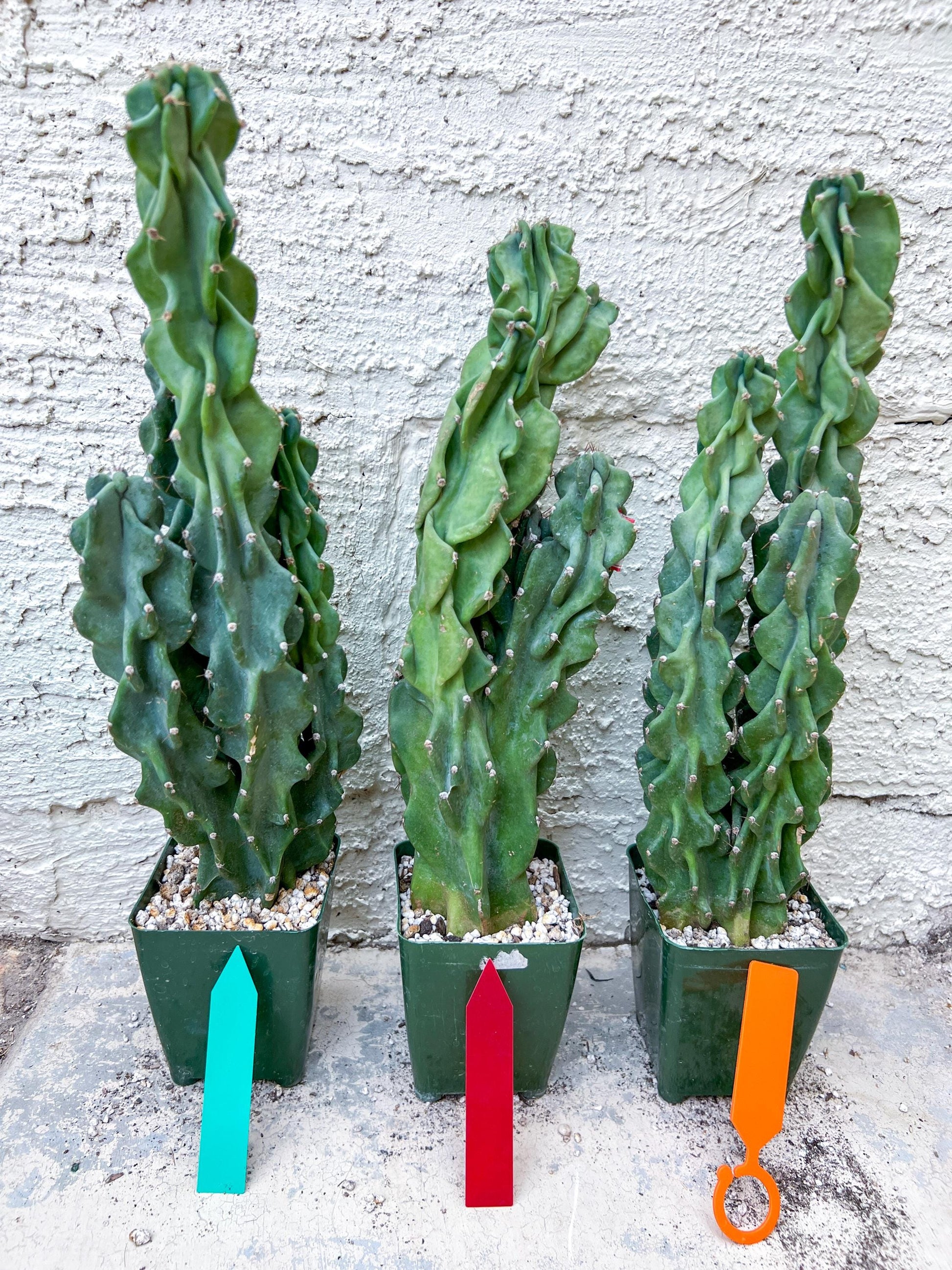 Monstrose Cereus Peruvianus | Apple Cactus | Fully Rooted