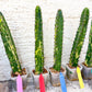 Harrisia Jusbertii Variegated | Imported Cactus | Rare Succulent
