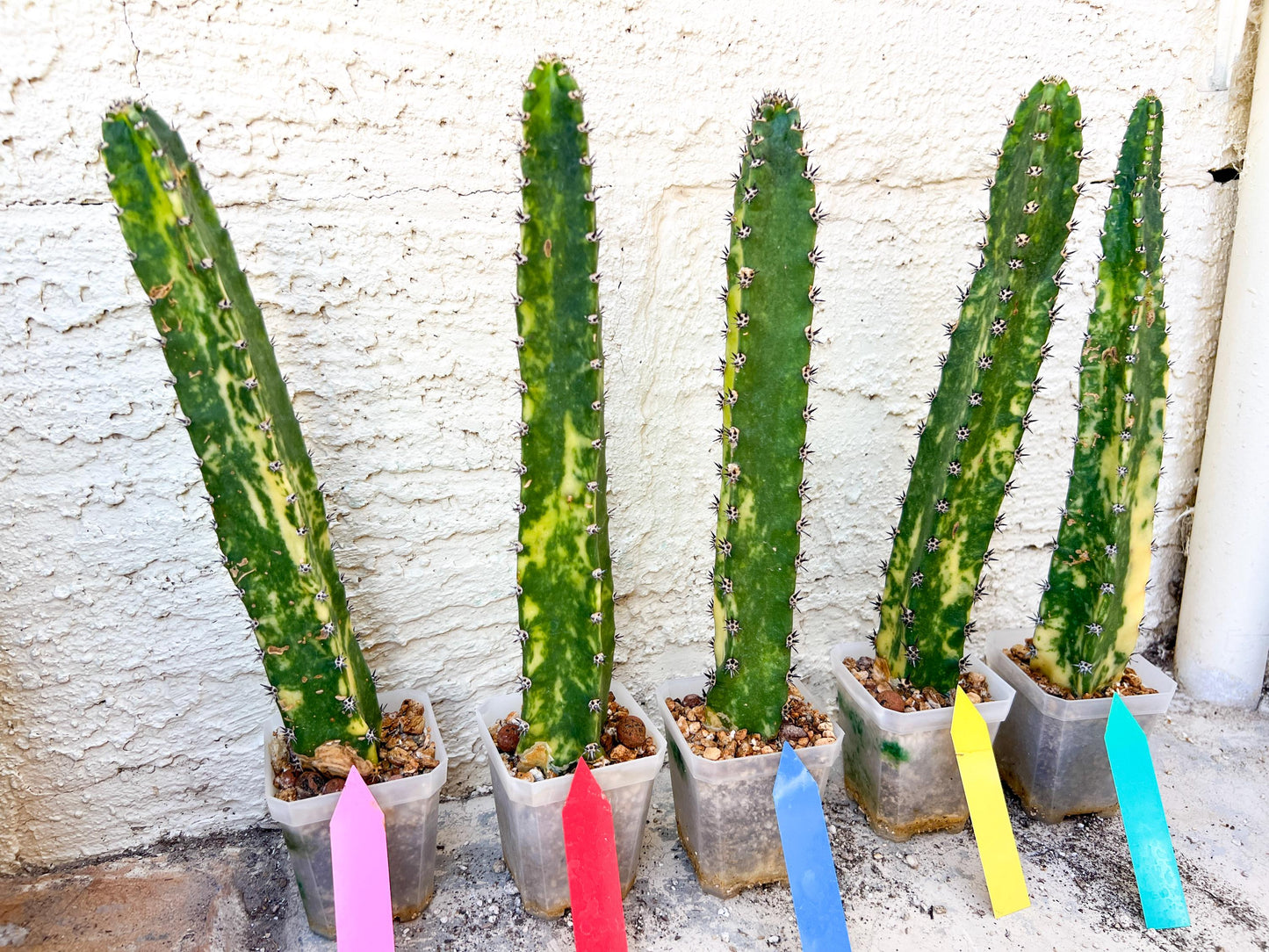 Harrisia Jusbertii Variegated | Imported Cactus | Rare Succulent