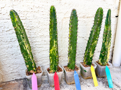 Harrisia Jusbertii Variegated | Imported Cactus | Rare Succulent
