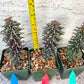 Monadenium Guentheri | Imported Cactus | Rare Succulent
