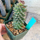 Monadenium Guentheri | Imported Cactus | Rare Succulent