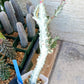 Large Euphorbia Lactea (G2) | Imported Cactus | Rare Succulent