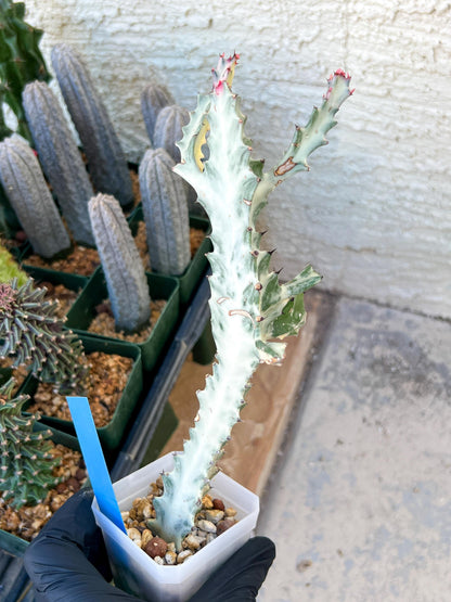 Large Euphorbia Lactea (G2) | Imported Cactus | Rare Succulent