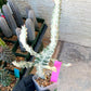 Large Euphorbia Lactea (G2) | Imported Cactus | Rare Succulent