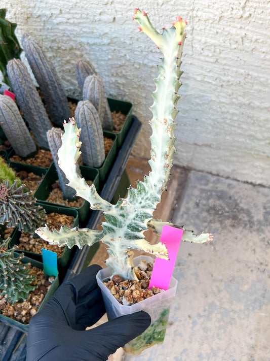 Large Euphorbia Lactea (G2) | Imported Cactus | Rare Succulent