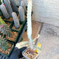 Large Euphorbia Lactea (G2) | Imported Cactus | Rare Succulent