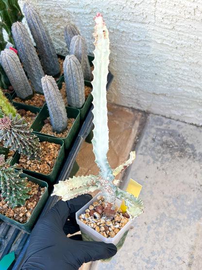 Large Euphorbia Lactea (G2) | Imported Cactus | Rare Succulent