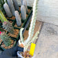 Large Euphorbia Lactea (G2) | Imported Cactus | Rare Succulent