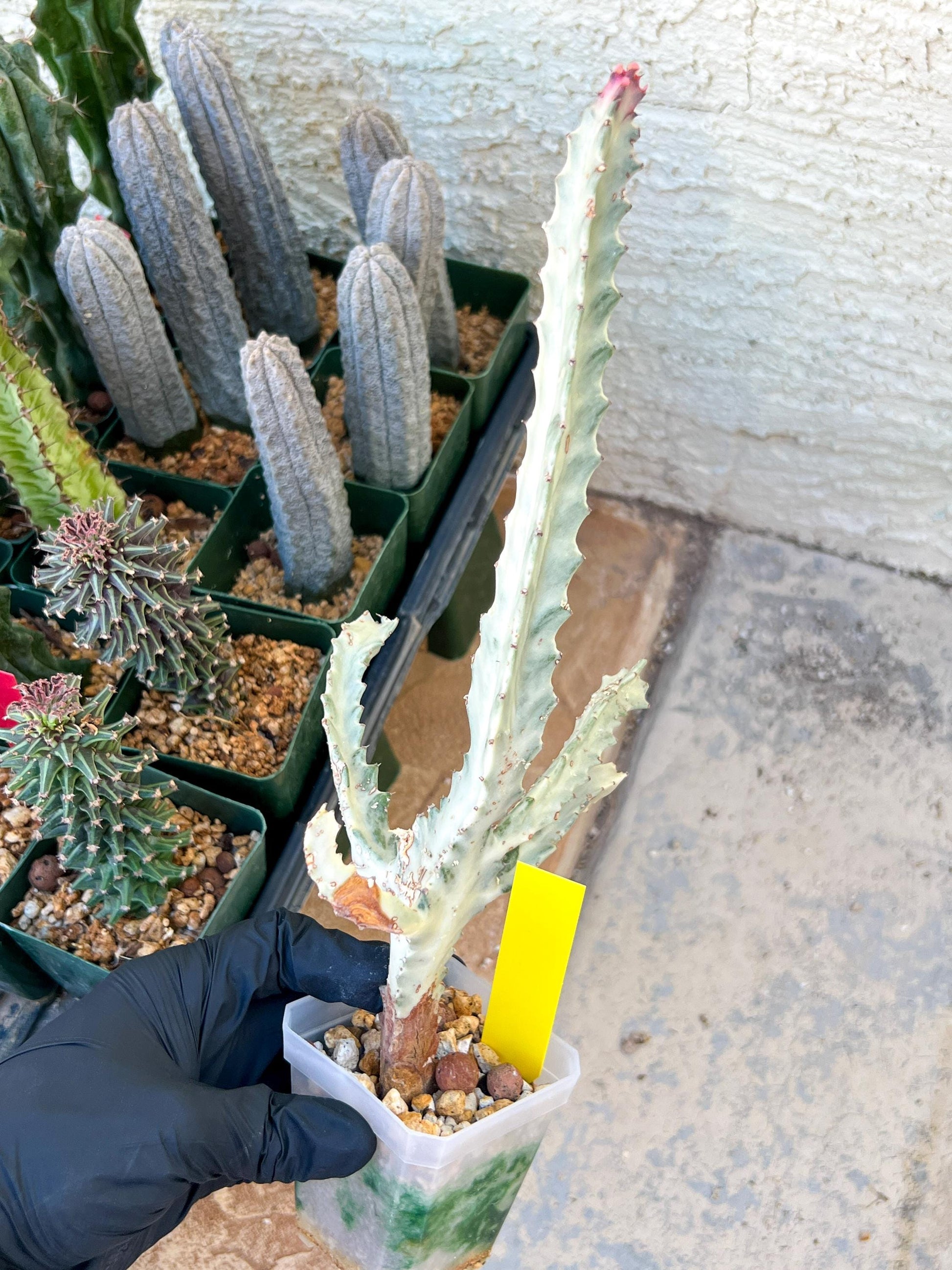 Large Euphorbia Lactea (G2) | Imported Cactus | Rare Succulent