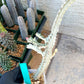 Large Euphorbia Lactea (G2) | Imported Cactus | Rare Succulent