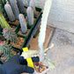 Large Euphorbia Lactea (G2) | Imported Cactus | Rare Succulent