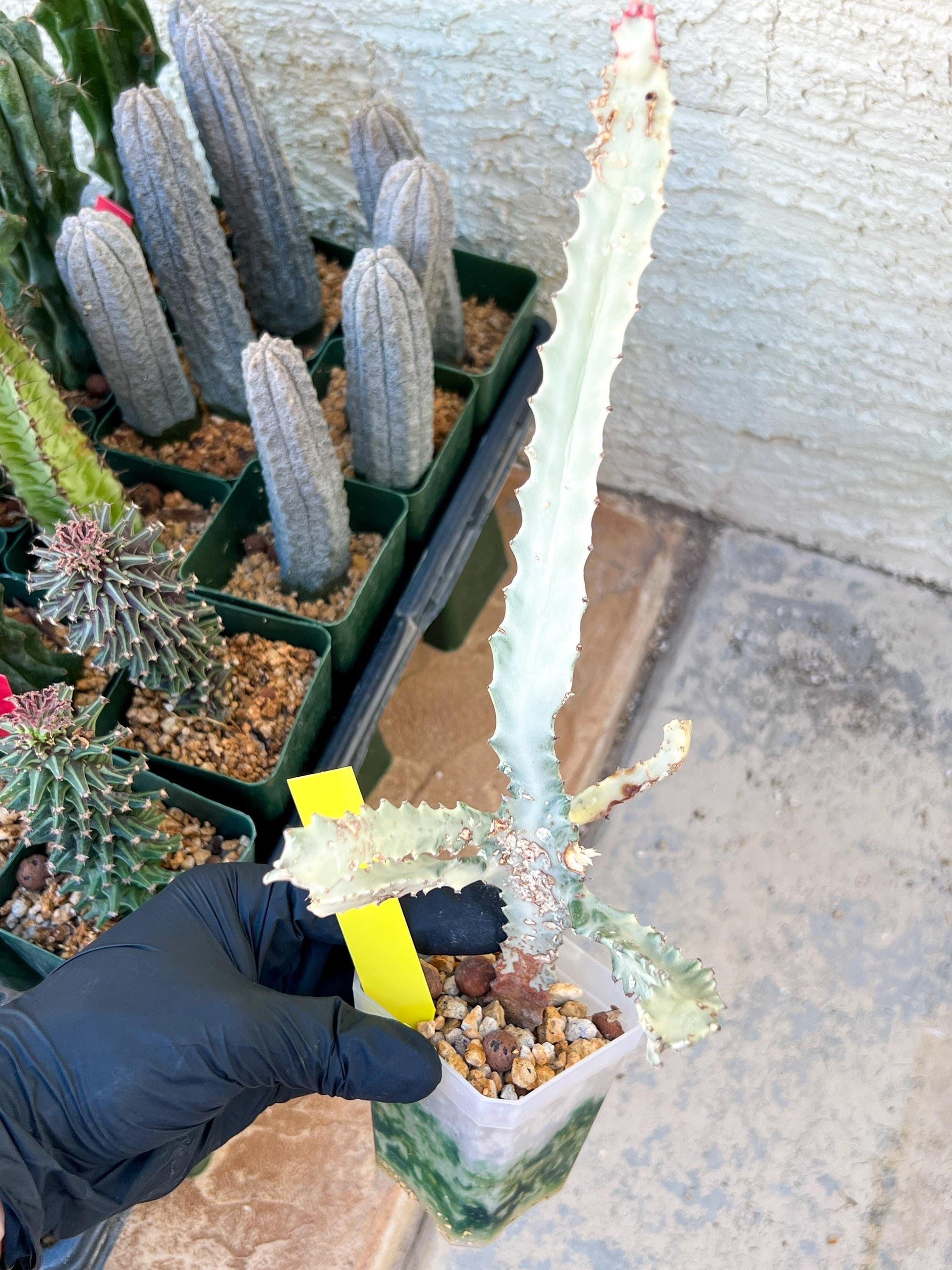 Large Euphorbia Lactea (G2) | Imported Cactus | Rare Succulent