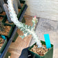 Large Euphorbia Lactea (G1) | Imported Cactus