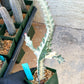 Large Euphorbia Lactea (G1) | Imported Cactus