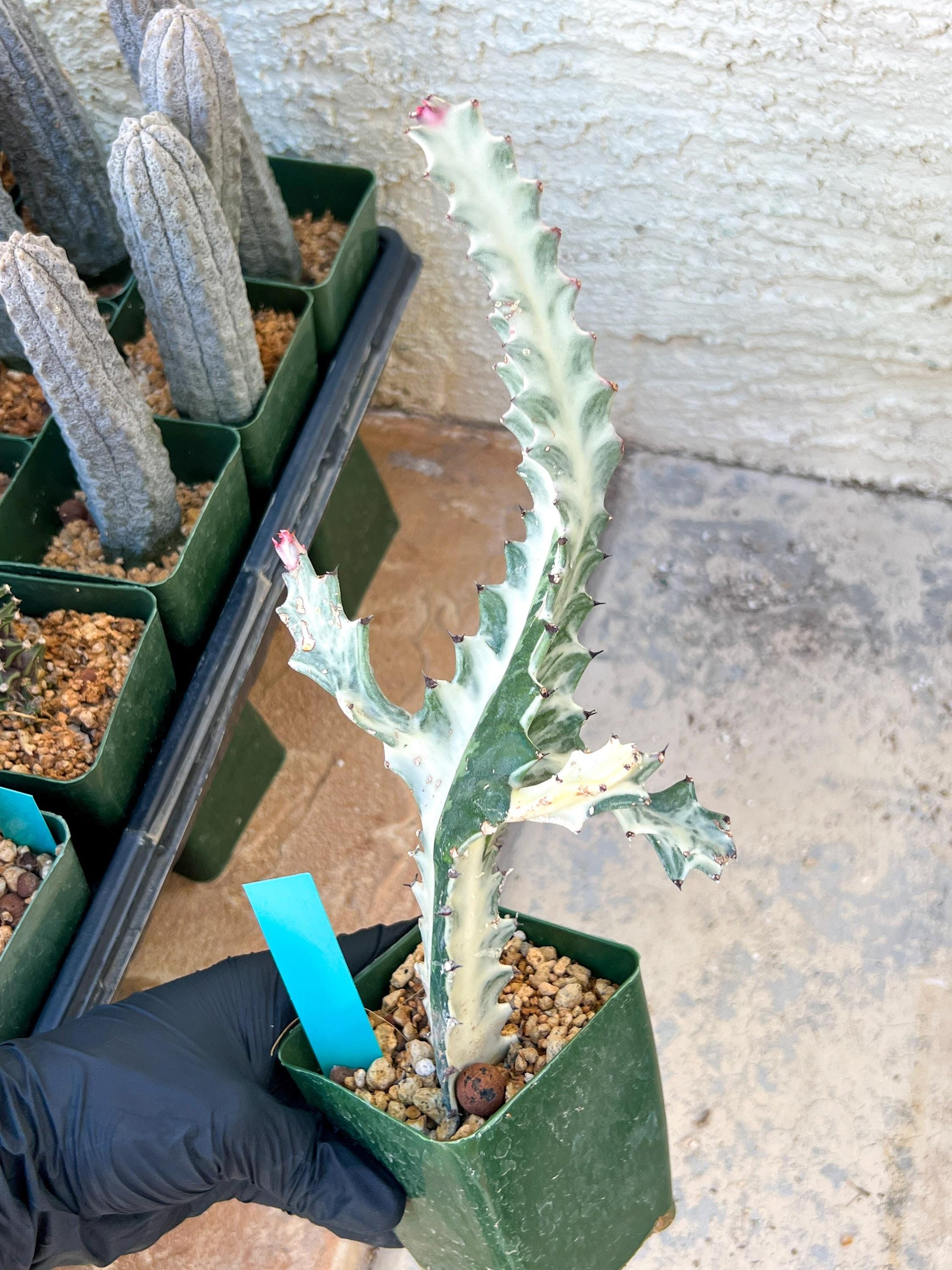 Large Euphorbia Lactea (G1) | Imported Cactus