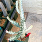 Large Euphorbia Lactea (G1) | Imported Cactus