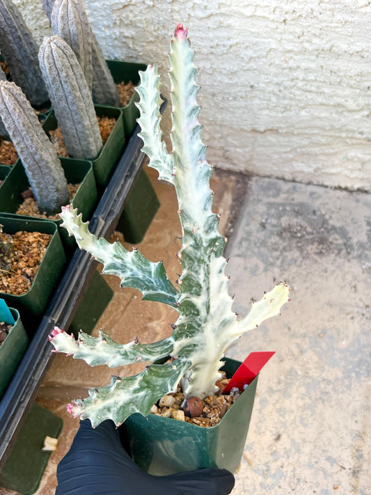 Large Euphorbia Lactea (G1) | Imported Cactus