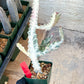 Large Euphorbia Lactea (G1) | Imported Cactus