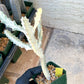 Large Euphorbia Lactea (G1) | Imported Cactus