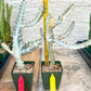 Large Euphorbia Lactea (G1) | Imported Cactus