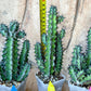 Cactus Petraea S. Carter | Succulent Cactus | Imported