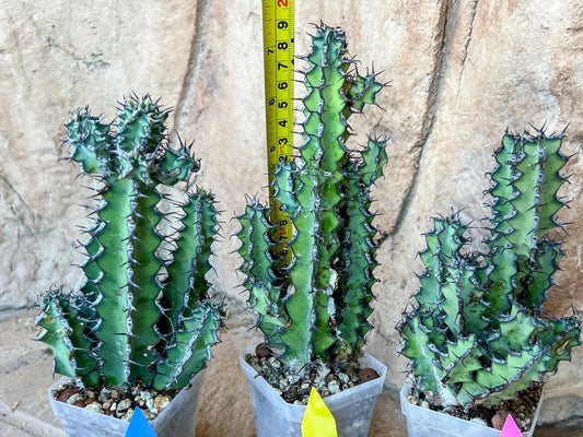Cactus Petraea S. Carter | Succulent Cactus | Imported