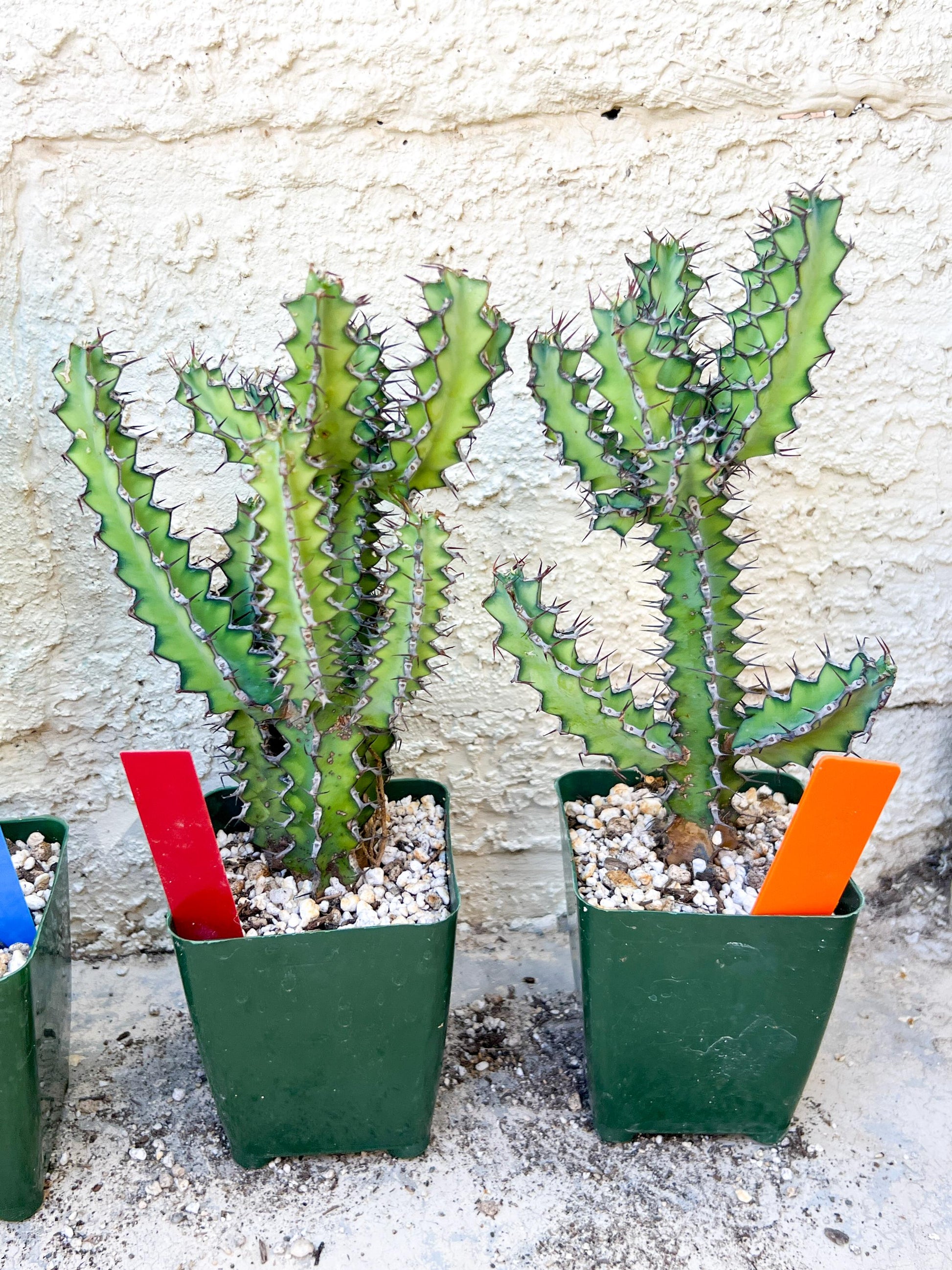 Cactus Petraea S. Carter | Succulent Cactus | Imported