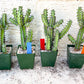 Cactus Petraea S. Carter | Succulent Cactus | Imported