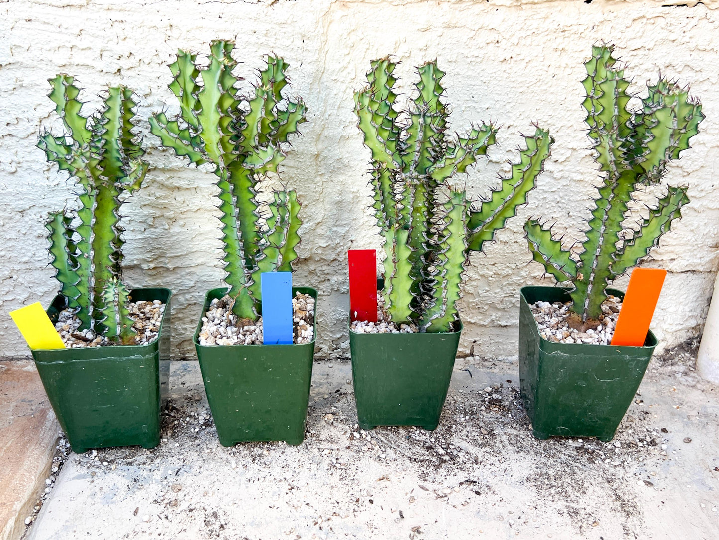 Cactus Petraea S. Carter | Succulent Cactus | Imported