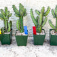 Cactus Petraea S. Carter | Succulent Cactus | Imported