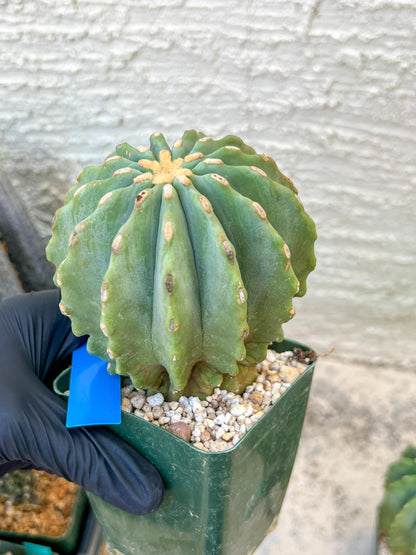 Ferocactus glaucescens inermis | Imported Plants