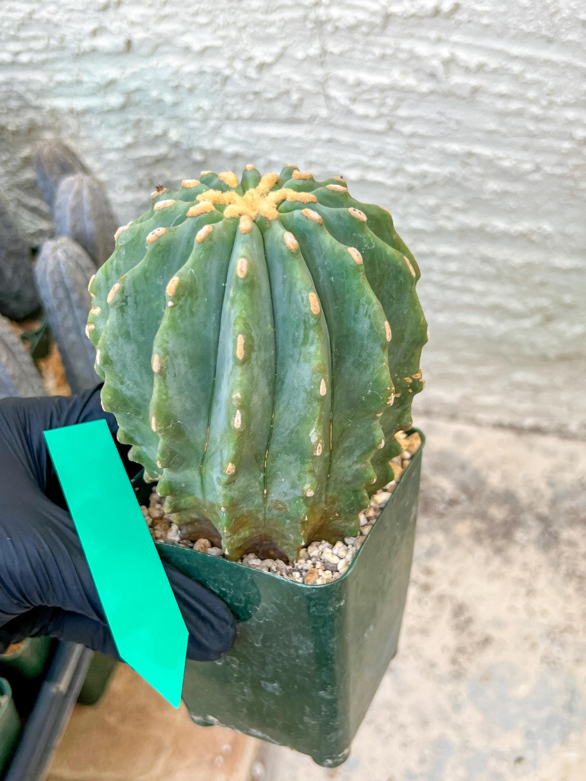 Ferocactus glaucescens inermis | Imported Plants