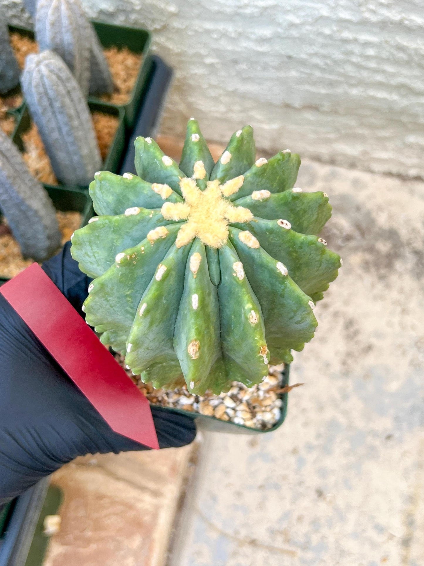 Ferocactus glaucescens inermis | Imported Plants