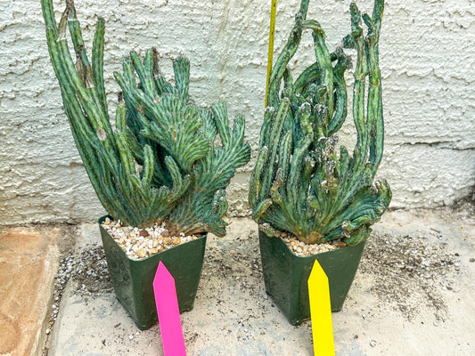 Bizarre Monvillea spegazzinii cristata (P-Y) | Little Sun burn