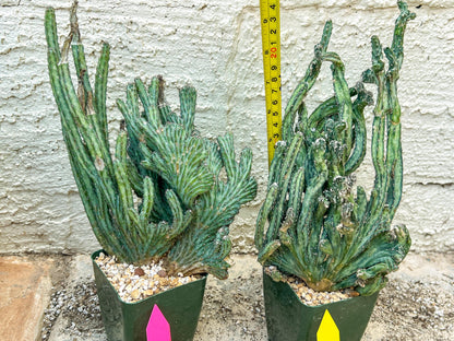 Bizarre Monvillea spegazzinii cristata (P-Y) | Little Sun burn