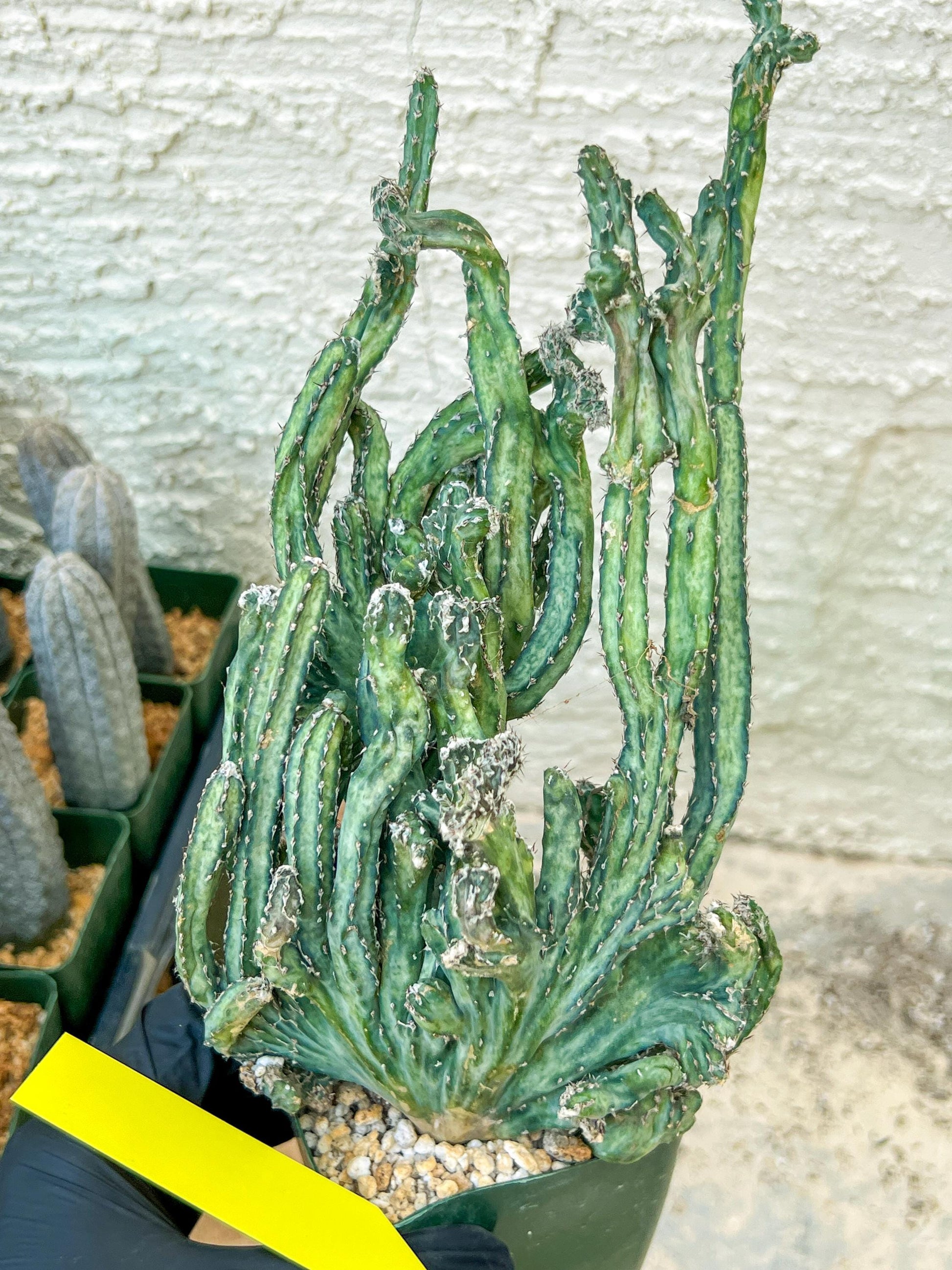 Bizarre Monvillea spegazzinii cristata (P-Y) | Little Sun burn