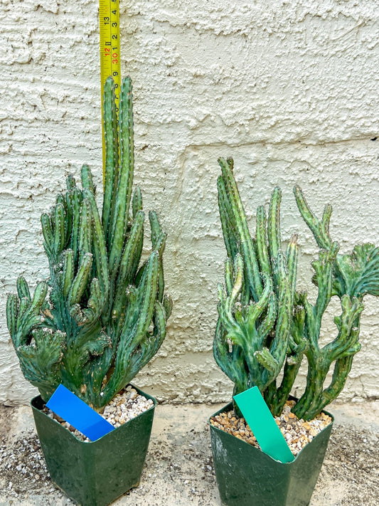 Bizarre Monvillea spegazzinii cristata (B-G) | Little Sun burn
