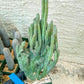 Bizarre Monvillea spegazzinii cristata (B-G) | Little Sun burn