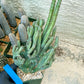 Bizarre Monvillea spegazzinii cristata (B-G) | Little Sun burn