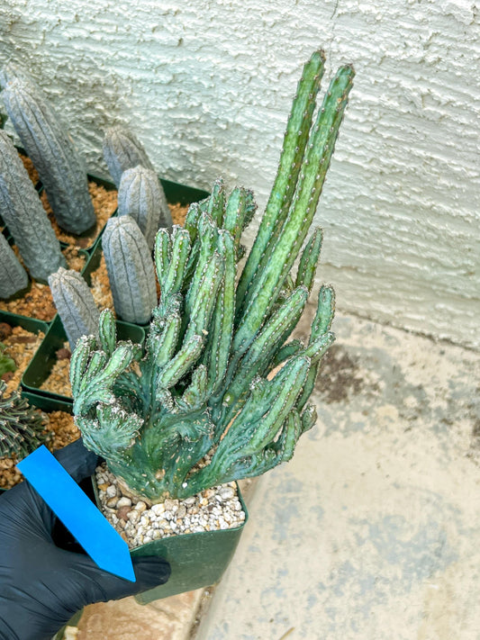 Bizarre Monvillea spegazzinii cristata (B-G) | Little Sun burn