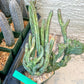 Bizarre Monvillea spegazzinii cristata (B-G) | Little Sun burn