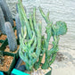 Bizarre Monvillea spegazzinii cristata (B-G) | Little Sun burn