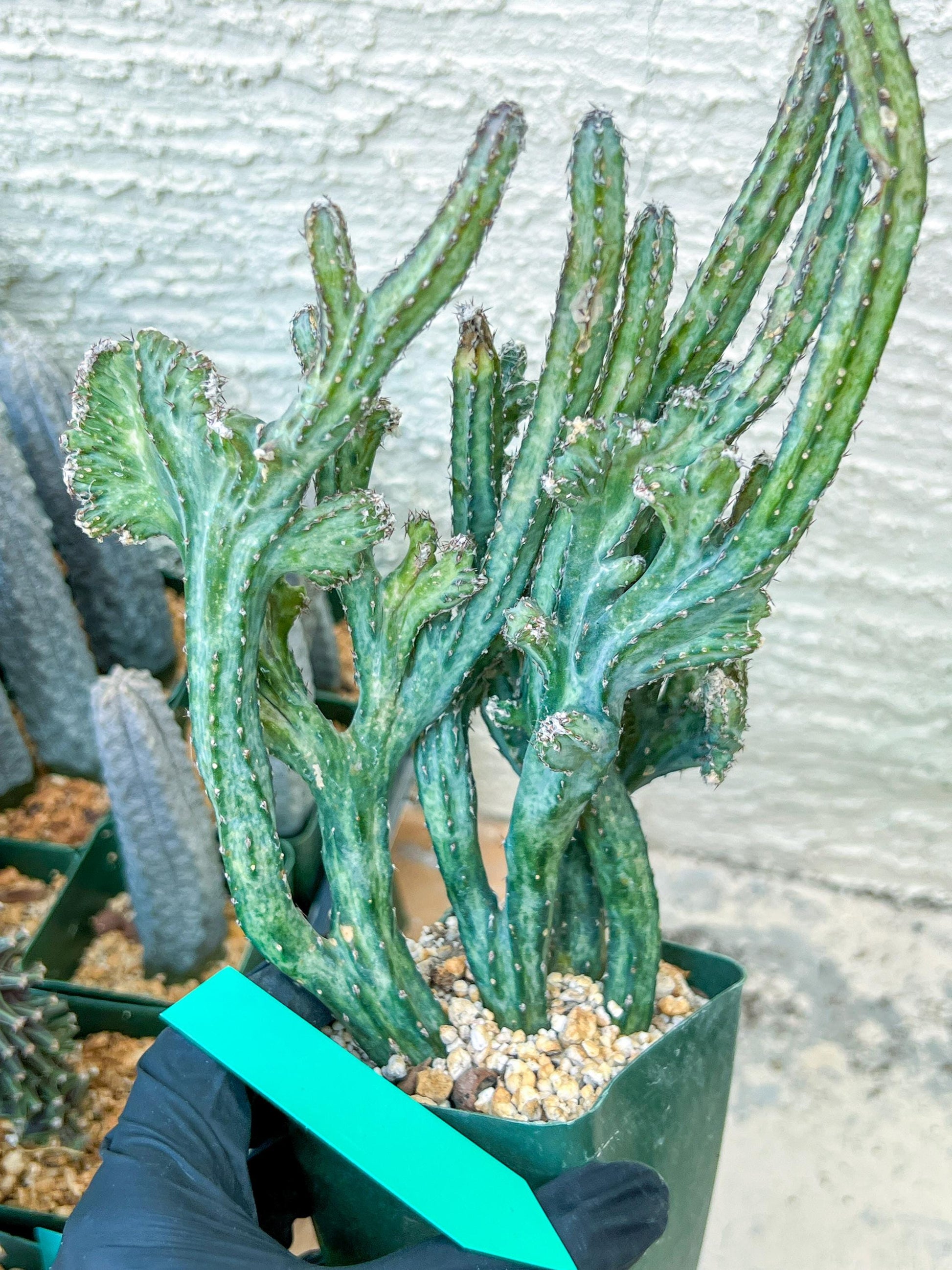 Bizarre Monvillea spegazzinii cristata (B-G) | Little Sun burn